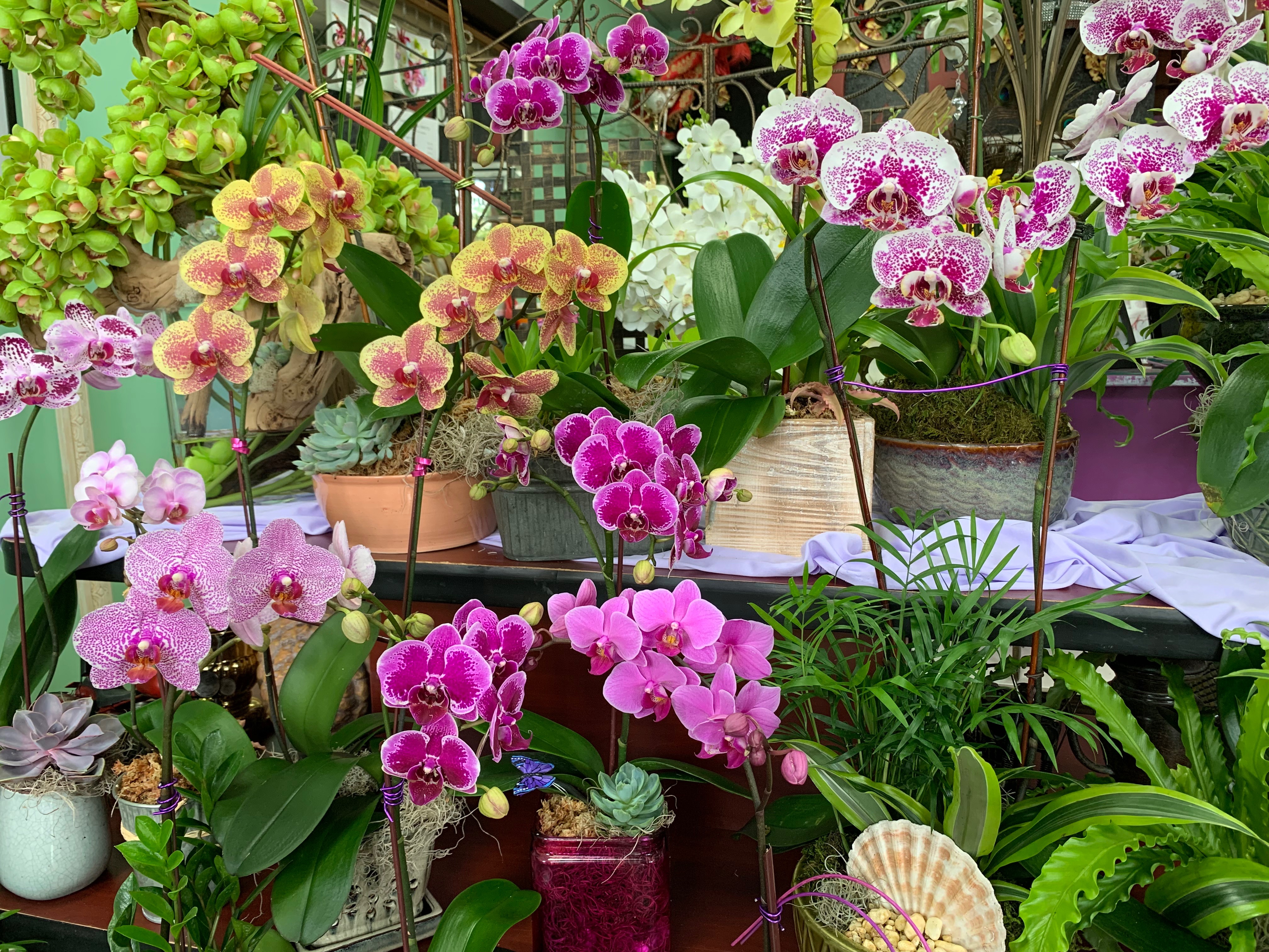 potted-orchids